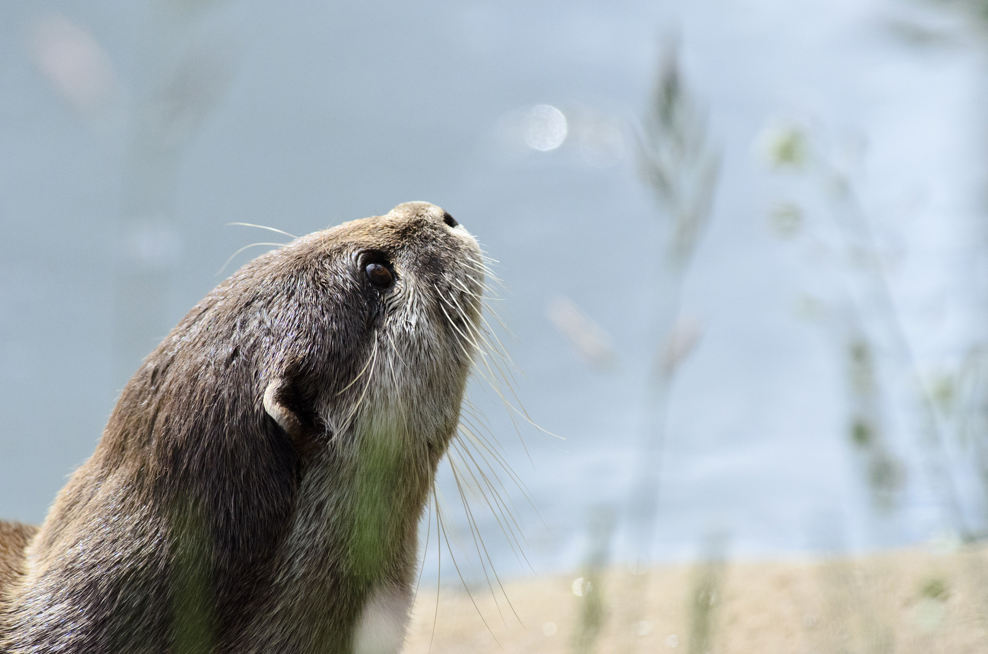 An otter looks up against a blurry background of vegetation and water.