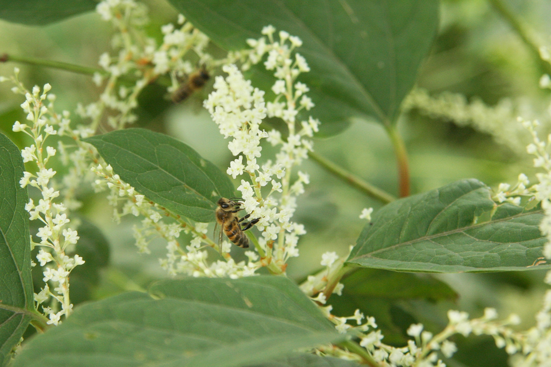 A bee-like insect feeds on a white Japanese knotweed flower.