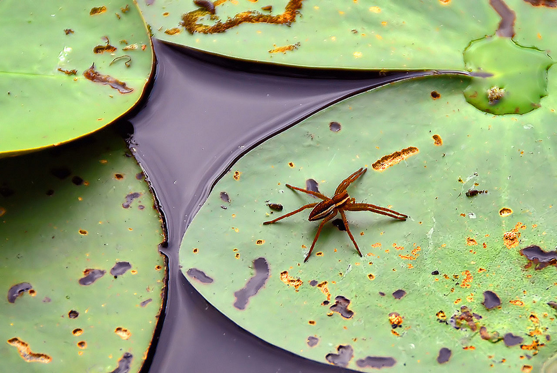 A spider stands on lilly pads in a body of water.