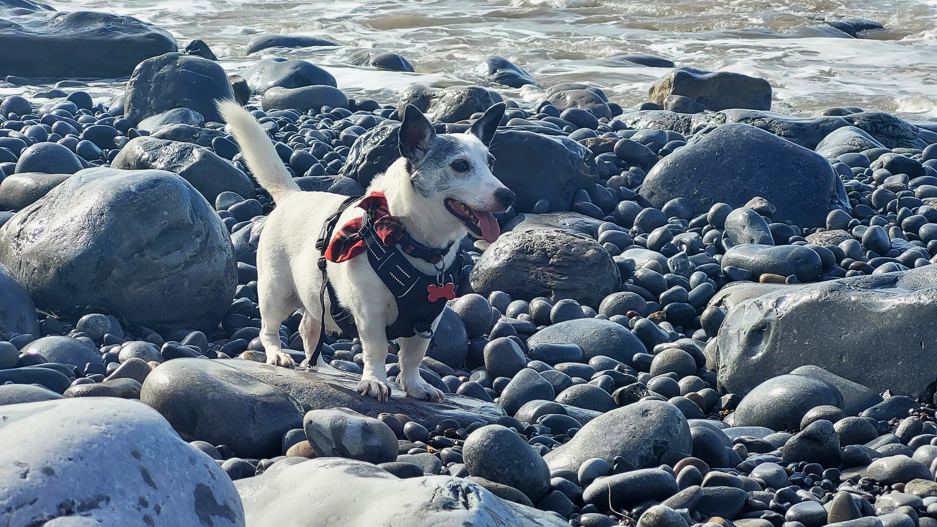 Dog on beach