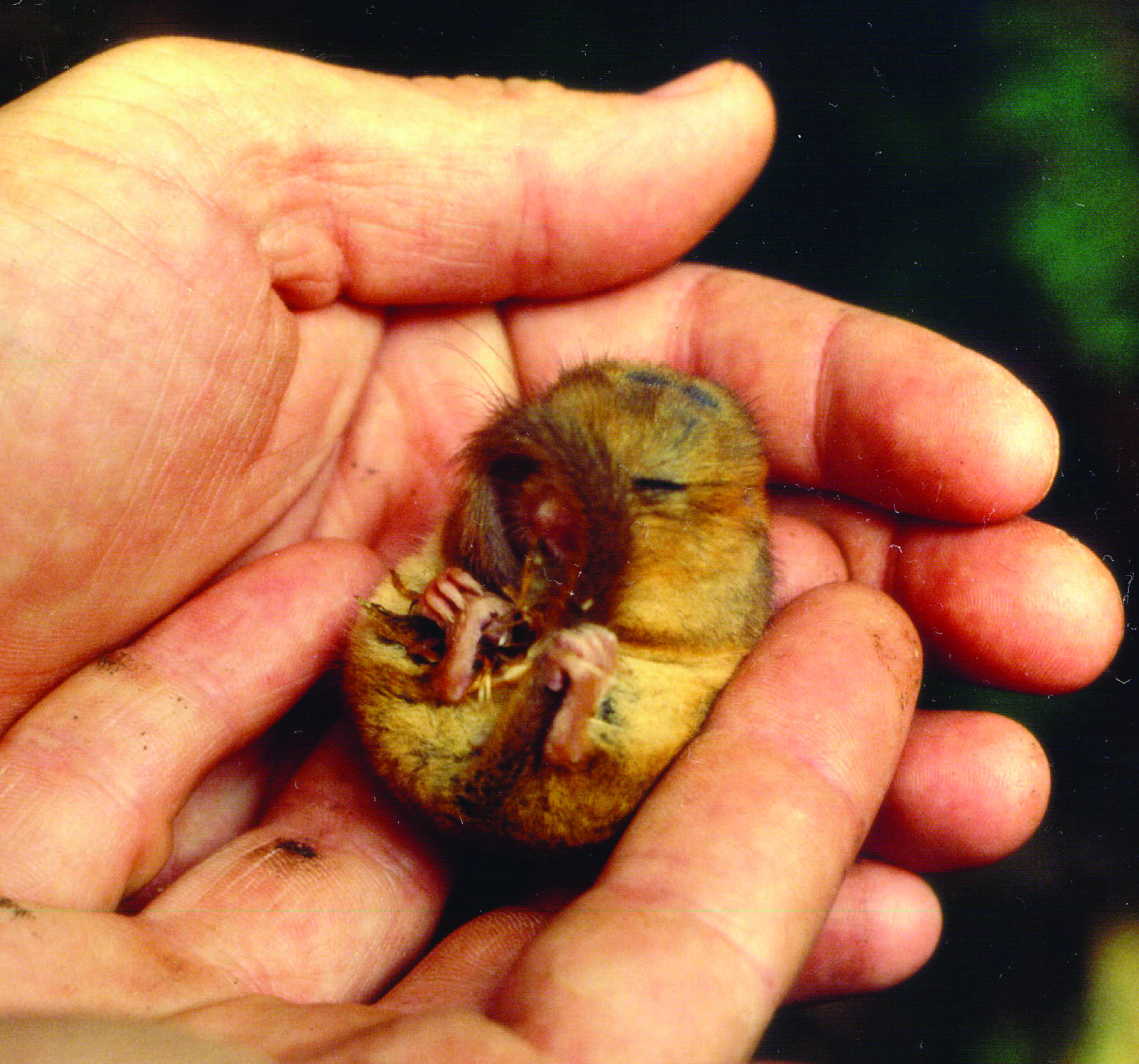 A tiny dormouse curled up as it is held in a man’s hands.