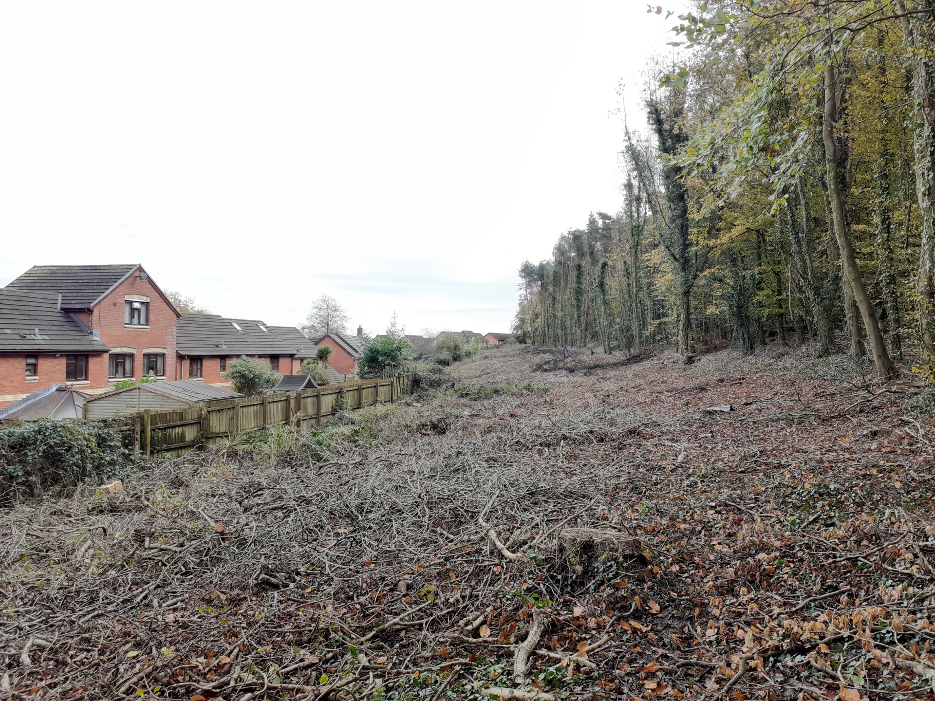 Rear of Lark Rise at Brackla Hill Woodland, where the infected trees have been removed