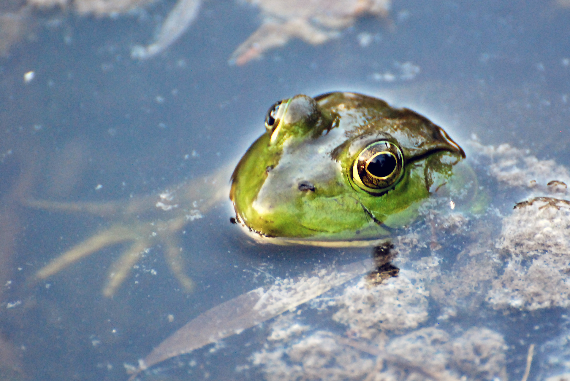 The eyes and nose of a frog poke out of pond water.