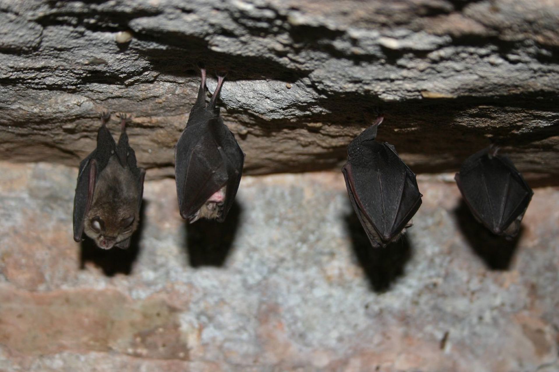 Four bats hang upside down from an uneven, rocky ceiling.