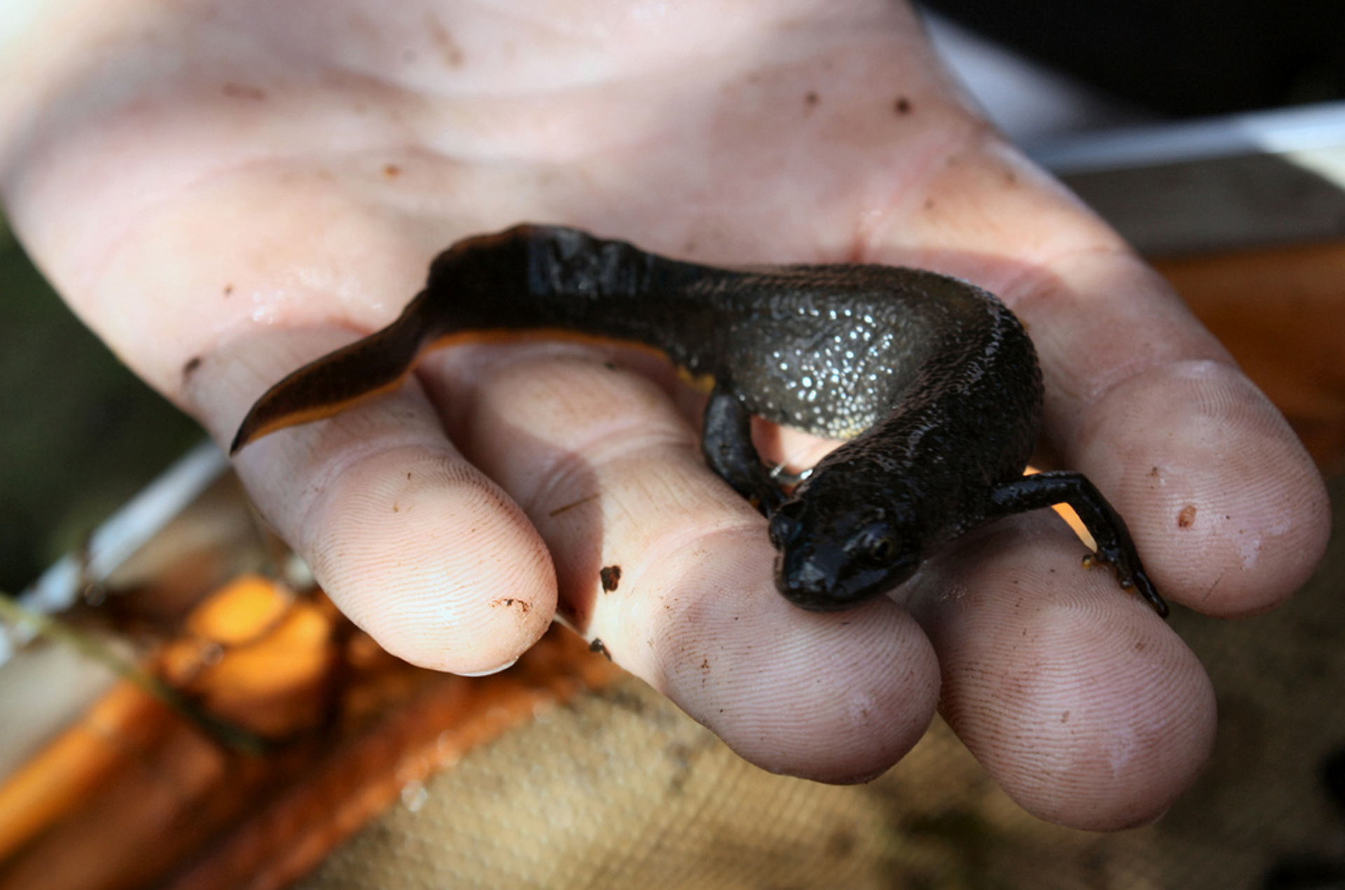 A newt sits in a man's hand.