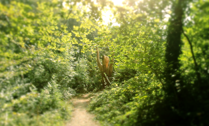 Craig y Parcau Local Nature Reserve