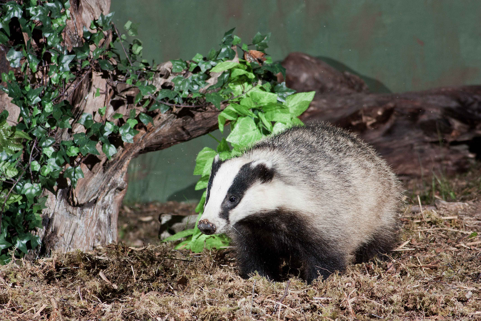 A badger on mossy ground beside an ivy covered tree stump.