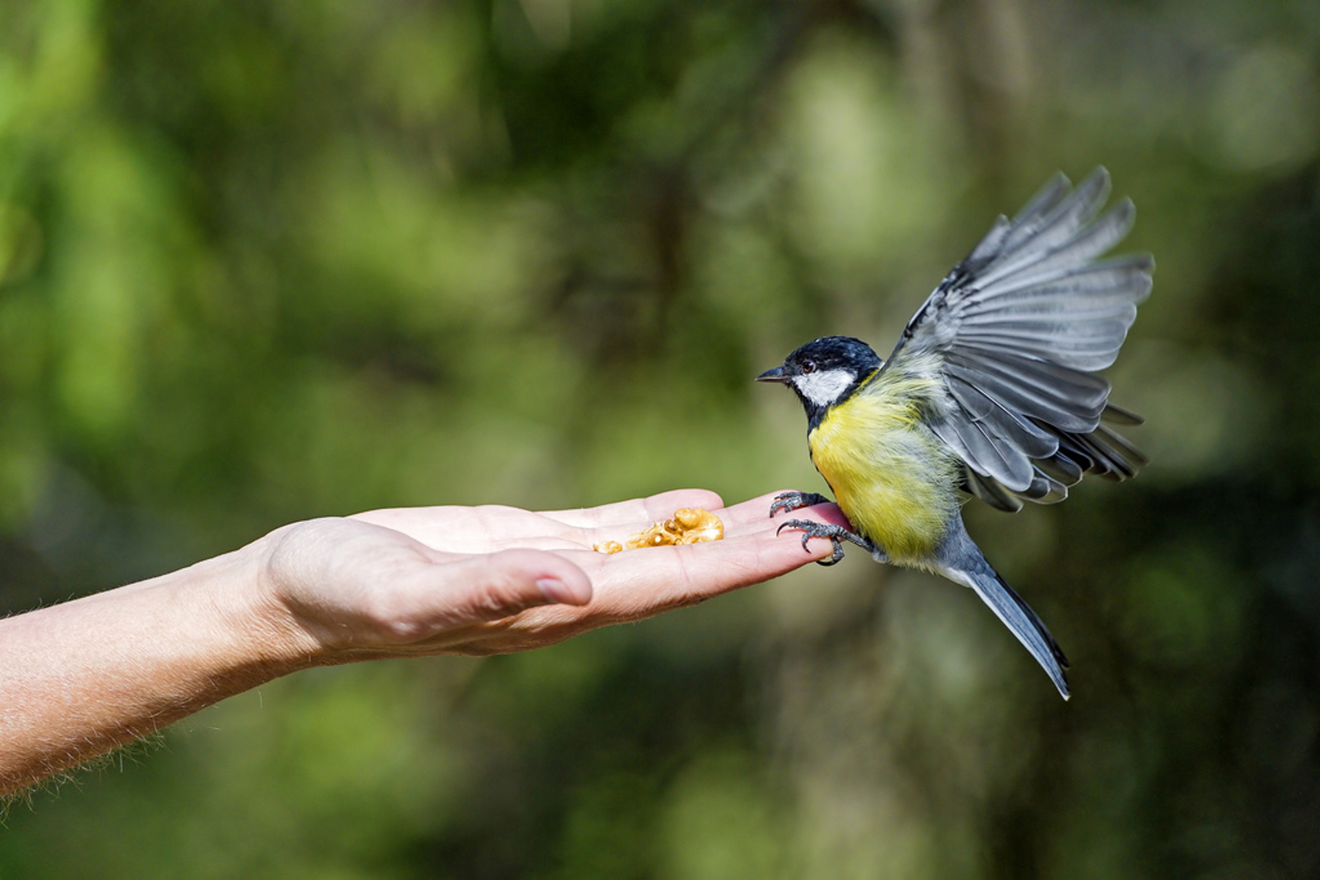 A blue tit perching at the edge of someone’s palm in order to feed on nuts having just landed with raised wings.